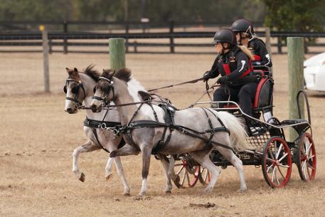 Mary Phelps and the her ponies on the marathon