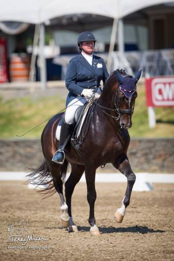 Salmantino - 2006 Oldenburg Stallion