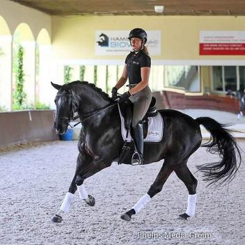 May Internet Auction Offering: Imported Dutch Dressage Mare - Successful 3rd Level, schooling 4th level