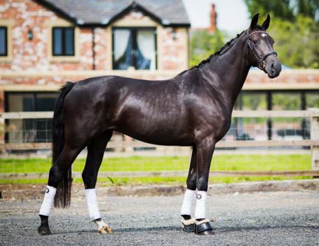 Indiana - 2013 KWPN Mare ($30,000 and Under)
