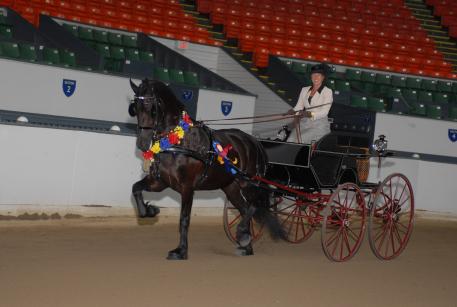  Champion Driver Suzy Stafford and Isobel Ypkje van het Kasteel a five year old Friesian mare owned by Gail Aumiller winning the Carriage Driving Division classes at the 2015 IFSHA Region 1 Championships.