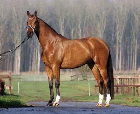 Istanbul - 2013 KWPN gelding offered for sale through HorsesDaily's HorseMarket