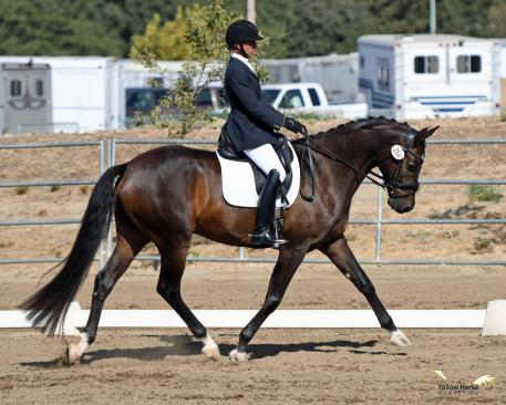Jennette Scanlon and Bronson are on a roll at the 50th Anniversary CDS Championship Show, winning the Great American Insurance Group/USDF Region 7 Open Training Level Championship on the second day of competition