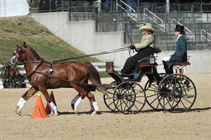 Katie Whaley, USEF Pair Pony Driving National Championship, Kentucky Classic CDE, Kentucky Horse Park