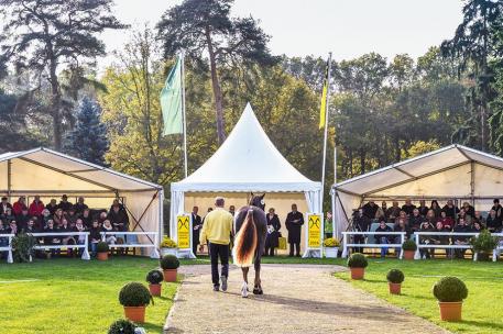 2016 Verden Auction, Hannoveraner Verband