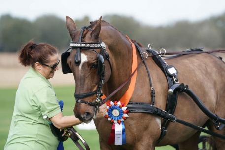 KWPN driving horses like Makari Design (driven by Nifty Hamilton) are now eligible for new KWPN-NA driving awards, presented here by Ellen Ettenger at the 2018 Palm Tree at Little Everglades CDE. Photo by Pics of You.