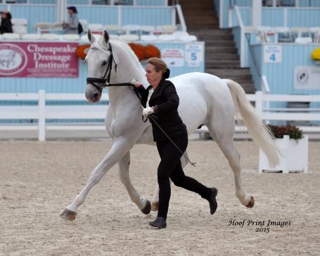 Lippizan, Dressage at Devon 2015, Linda Allen 