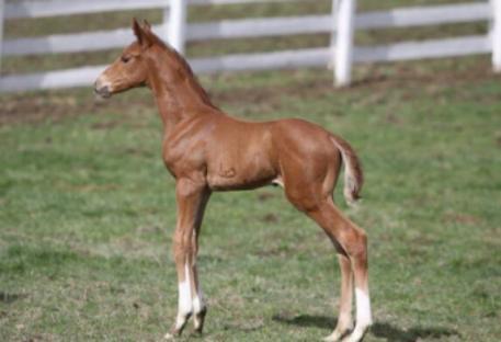 Maplewood Farms, Sir Espri, Breeding News