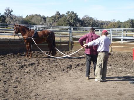 Professional trainer Fred Merriam instructing a student on long lining a Morgan mare belonging to Lynda 