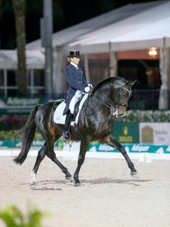 Pikko Del Cerro, Hanoverian, Pik L, Rohdiamant, RPSI, Stallion Service Auction, 2016