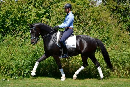 Sinfonie, Westphalian, HorsesDaily's HorseMarket 