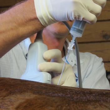 Stem cells help to orchestrate an improved repair process in the site of injection and have anti-inflammatory properties