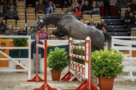 The three-year-old stallion Stoertebeker won the Trakehner Free-jumping Cup with superiority. 