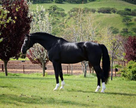 Devon Heir - Hanoverian Stallion (DeNiro x Rubinstein I)