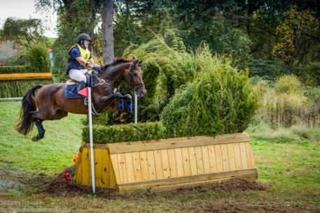 Tatendrang, Trakehner, Onassis, RPSI, Stallion Service Auction, 2016