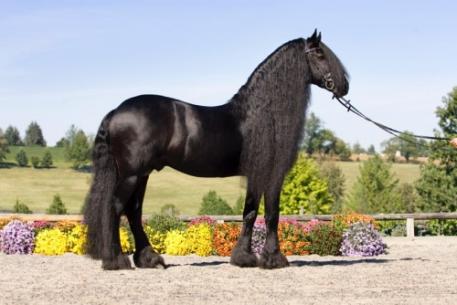 Teade, Friesian, Iron Spring Farm