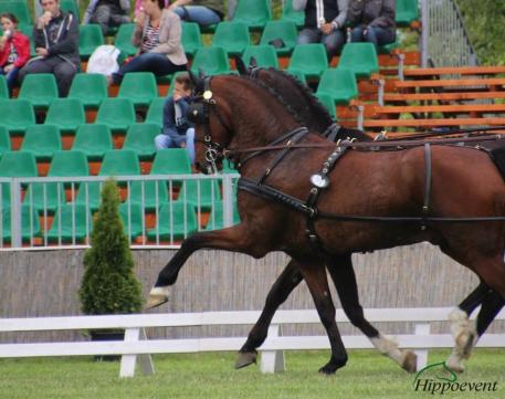 Chester Weber, KWPN, Asjemenou, Amadeus, Team Weber,  www.hippoevent.at)