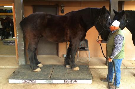 Andy Montoya, a full-time officer in the Albuquerque Police Department Horse Mounted Unit, helps mounted police horse Stryker use the TheraPlate while Max looks on waiting for his turn
