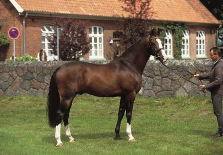 Toronto, KWPN, Now or Never M, RPSI, Stallion Service Auction, 2016 
