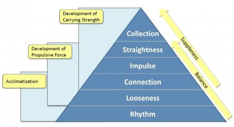 The Training Pyramid, the basis of every horse’s education, divided in 3 main phases: Acclimatization, development of propulsive force and development of carrying strength.