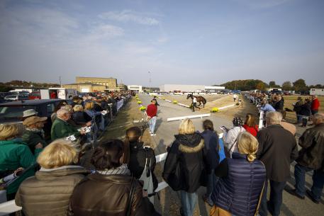 The large group of spectators were closely following the initial presentation of the two-and-a-half-year-old stallions on the triangle path.