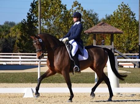 Warina, KWPN, Dutch Warmblood
