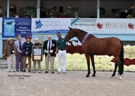 Welina, Dutch Warmblood, Dressage at Devon 2015, 