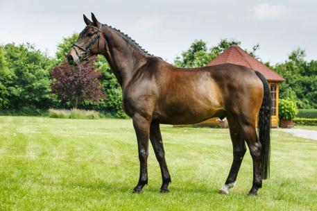Whispering Diamond - 2004 Polish Gelding