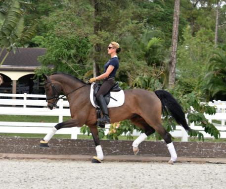 Wilana, Hanoverian, Mare, HorseMarket