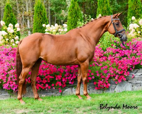 Wistful Hopes and Dreams, Hungarian Warmblood