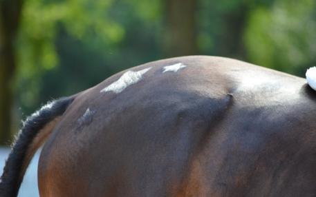 Candid's hindquaters (Photo: Chicago Equestrian) 