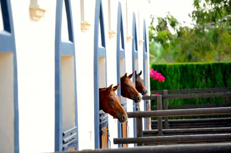 (Photo: Top Sport Horses S.L)
