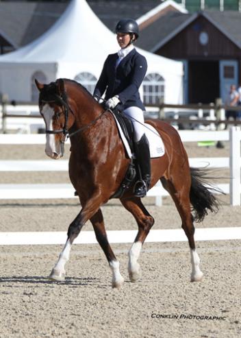Comet V (Come Back II x Wenessa/Leandro) Danish Warmblood owned by Paul and Sheelagh Christensen. Dressage at Devon 2014 6th place 4th Level Test 2. Photo: Conklin Photography LLC
