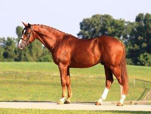 Qredit Hilltop - Quaterback x Dream of Glory