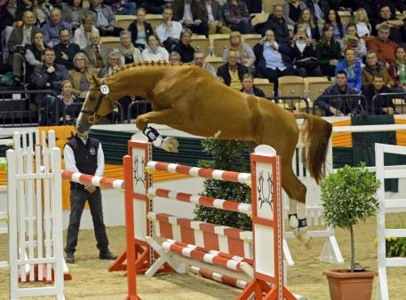 Davidas (Horalas *Pg*E* - Abdullah *Pg*E*) during the free-jumping phase of the 2014 Trakehner Verband stallion inspection in Neumünster, Germany, last week. He was named “Best Jumper” by the inspection team and approved as a premium stallion. (Photo: Holders Hill Photography) 