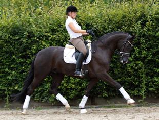Sold! Sir Niro HW of HorseSales LLC, www.HWfarm.com