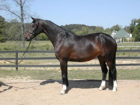 HorseMarket Manager, Liz Ruggiero found success advertising Fujiyama on DressageDaily!