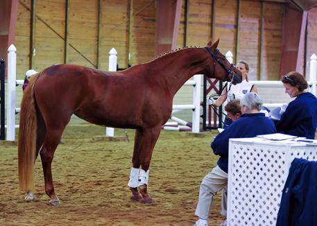 Lot 17 - Dulce M: 2009 Chestnut Mare (Dacaprio x EM Winola)
