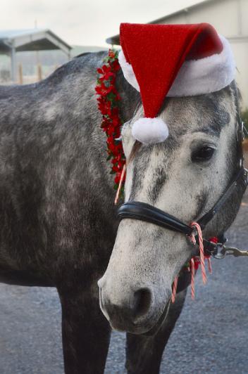 Introducing the Ice Horse Holiday Giveaway and Cappy, the Ice Horse Holiday Elf