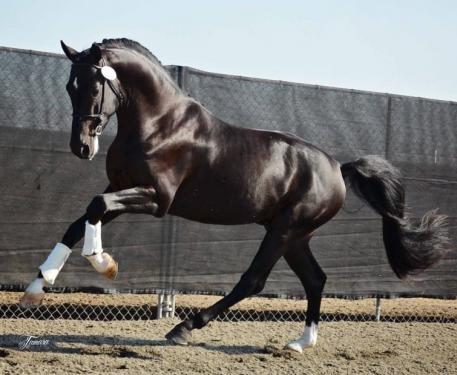 Newly-licensed KWPN stallion Gaspard De La Nuit DG, owned and bred by DG Bar Ranch Breeders, Inc. and Akiko Yamazaki. (Photo: courtesy of DG Bar Ranch)