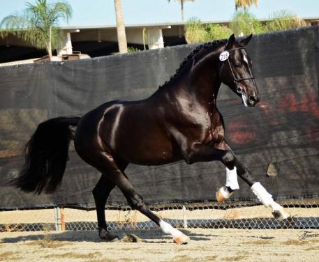 Shown here as a three-year-old, Gaspard de la Nuit DG shows off his impressive gaits at the KWPN-NA keuring in 2014, 2015. (Photo: Tamara Torti)