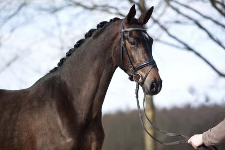 Grace, Ster, Prok - (Charmeur x Partout: 2011 KWPN Mare)