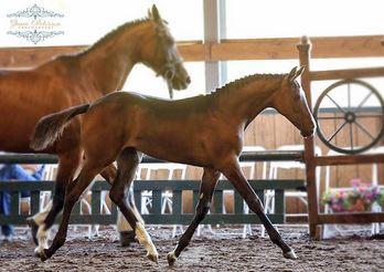 Early Auction Feature Entry - LaMarca WF - 2014 bay filly (Linaro x EM First Lady - HB I First Game H)