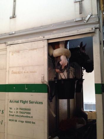 'Hello!' The horses get their first look at Miami. (Photo: Peden Bloodstock)