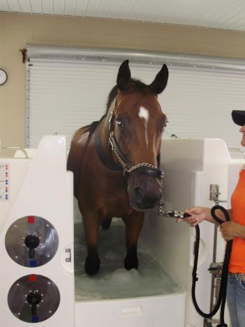 The Cold Water Leg Spa at The Sanctuary Equine Sports Therapy & Rehabilitation Center helps horses with tendon injuries during the recovery process (Photo: courtesy of Brenda McDuffee) 