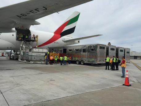 World-Class Show Jumping Horses Arrive in Miami Beach. (Photo: Peden Bloodstock)