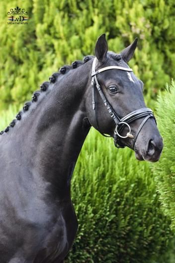 The face of the future: Hugo Boss, 2015. (Photo: LVD Sporthorses)