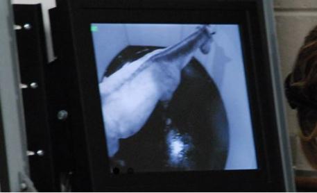 Horse shown inside the Hyper Baric Chamber during treatment at The Sanctuary Equine Sports Therapy & Rehabilitation Center 