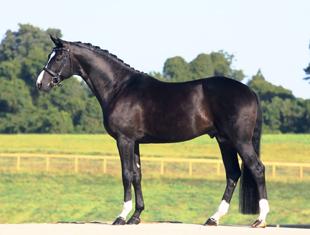 Sterlicht (Soliman de Hus x Rascalino) stands at Hilltop Farm, INC. Colora, MD.