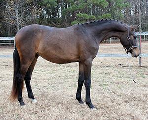 No. 2 Symphony - 2012 Bay Lodenburg GOV Filly (Sir Wanabi x  E.M. Acapella - Arrian / Pablo)